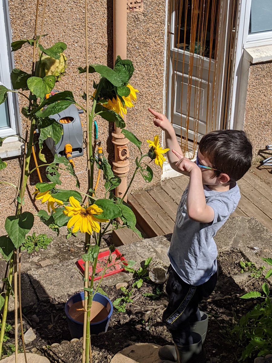 LauraCardwell83's tweet photo. @GiffnockNursery #sunflowerchallenge Euan's sunflower now has 5 of his 9 flowers blooming! https://t.co/olHn2ZSs1l