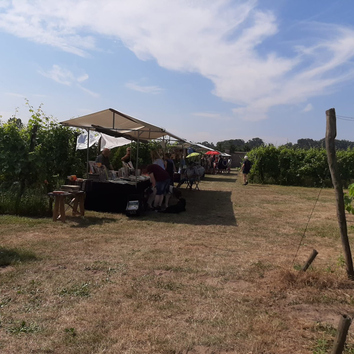 Ecualanda's tweet photo. Prachtige locatie hier op de LandgoedMarkt in de biologische wijngaard van Hof te Dieren. Het dragen van een echte handgeweven #panamahoed is gezien de hoge temperaturen aan te raden ;) https://t.co/mmwQevDGS5