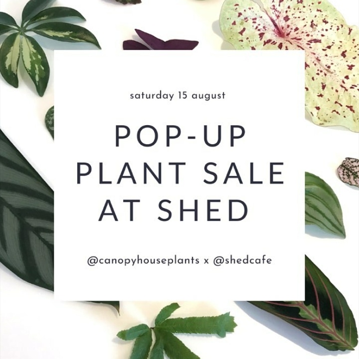 Coffee // brunch // lunch // houseplants . Saturday 15th August 9am-4pm . An outdoor pop up sale from @canopyhouseplants so pop by! . #rdguk #independentscene #weekendtreat #shopsmall #houseplantsofinstagram