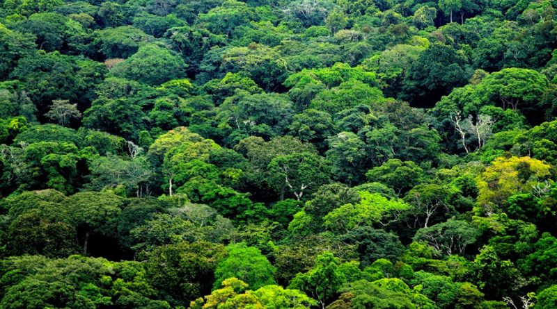 VerteGabon's tweet photo. NZES : la forêt sera plus sollicitée pour servir l’économie

Le ministère des Eaux et Forêts prévoit à terme, la construction de deux nouvelles zones économiques spéciales (NZES) au Gabon. L’entrée en service de ces zones « forestivores » devrait booster les besoins en bois... https://t.co/cRQMKOzJqv
