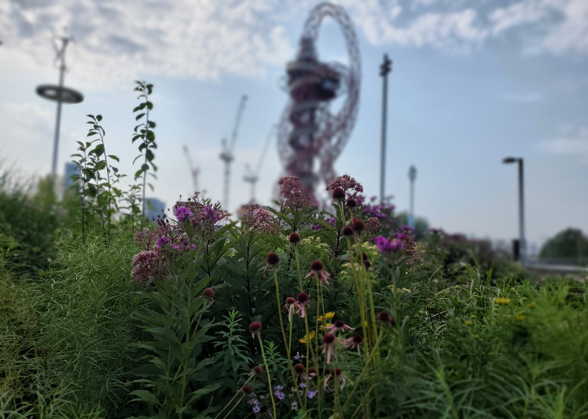 Ventured out to a different park in London, and it's already quite humid by early morning, so did some cycling and walking, not many people around which is always good, in terms of avoiding crowds (cycle paths away from road traffic) 5/n