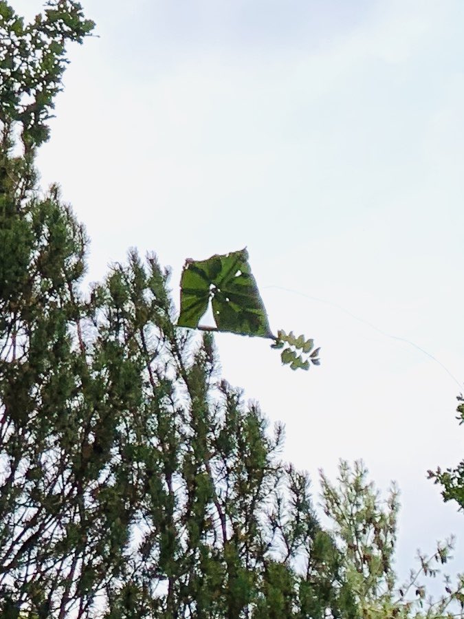 DanielleBoochs's tweet photo. @mooserables I really like building unusual kites πͺ even though this years kite did not survive his first flight . #GISH #2020GISH #Item135 @GISH @charliecapen @mishacollins https://t.co/2j29CeW8Qu