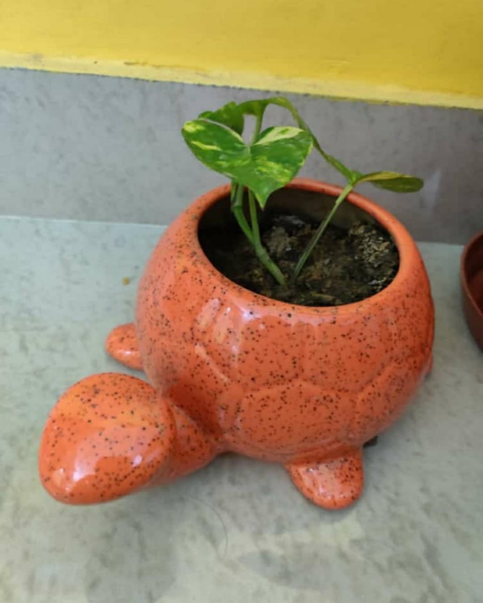 Guptadimple35's tweet photo. #Onepersononeplant
#saveenvironment
#Adoptoneplant
@O2p2IN2020 https://t.co/8SDBKwolu9