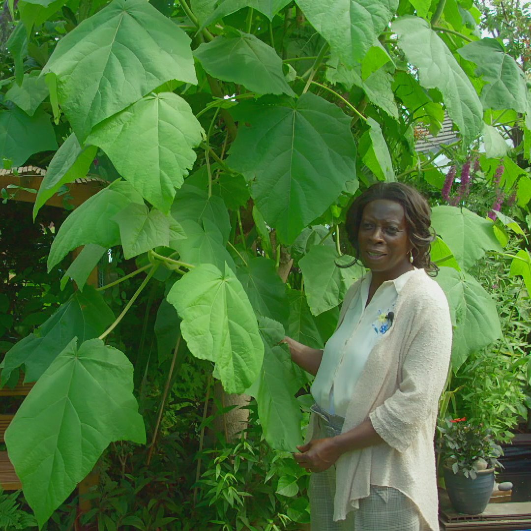 What Dolly Childs has achieved with her tropical garden in #Newtown is nothing short of a miracle! Evoking memories of her childhood in #Jamaica, it transports her to another place. Head over to iPlayer now if you fancy having a watch 😎🇯🇲 #GardenersWorld bbc.co.uk/programmes/m00…