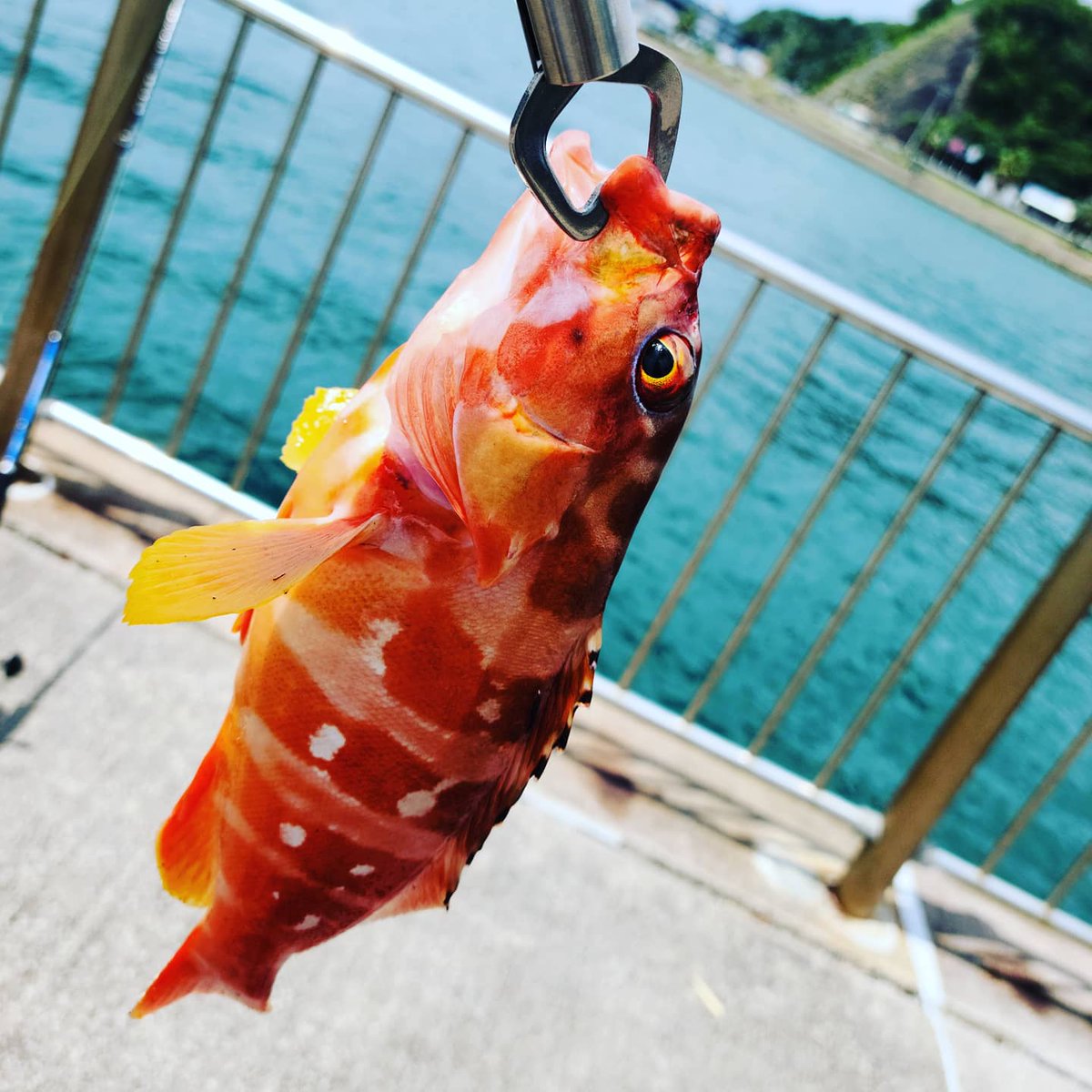 ryu1_lac101's tweet photo. 🎣🎣🎣 https://t.co/WT93IhmIEw