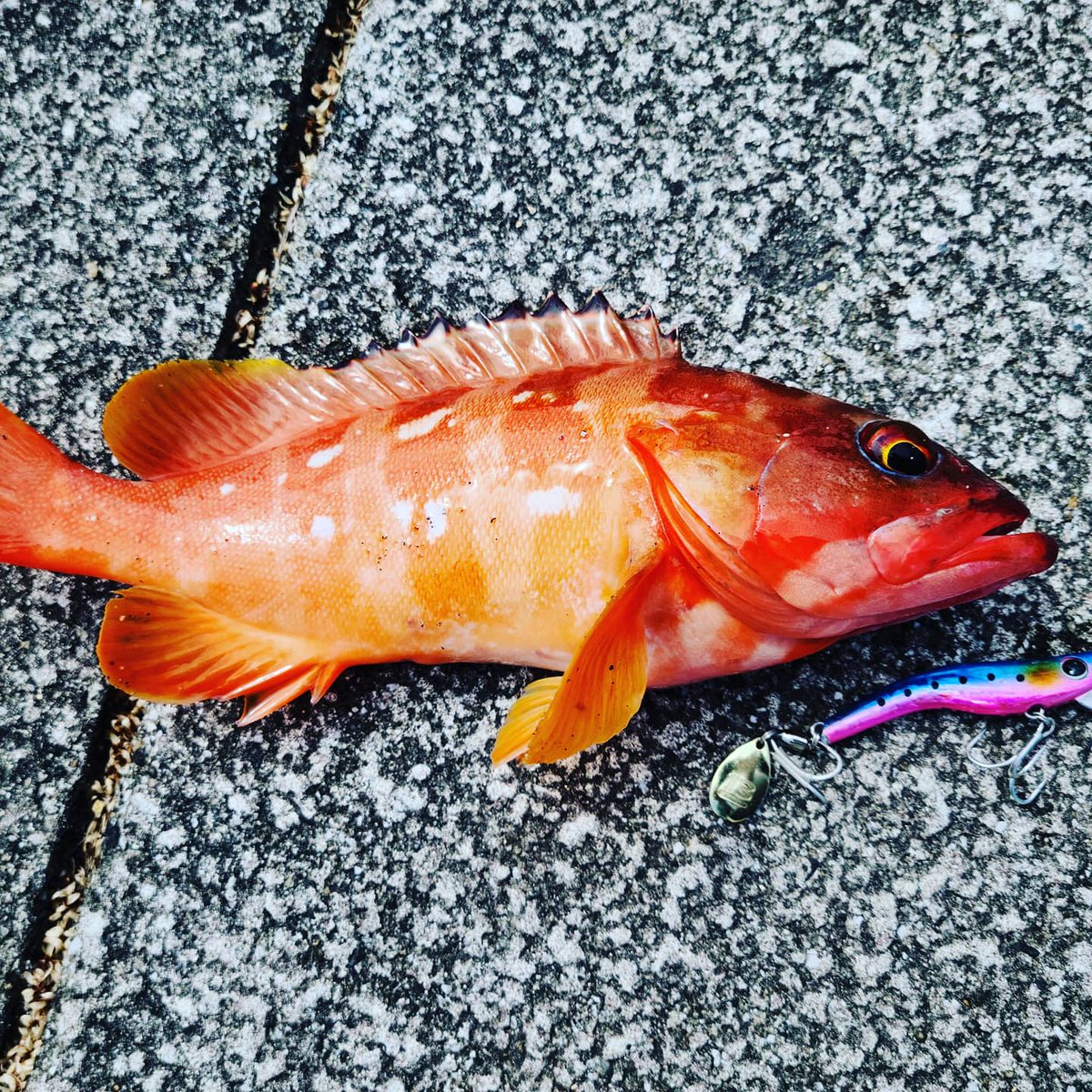 ryu1_lac101's tweet photo. 🎣🎣🎣 https://t.co/WT93IhmIEw