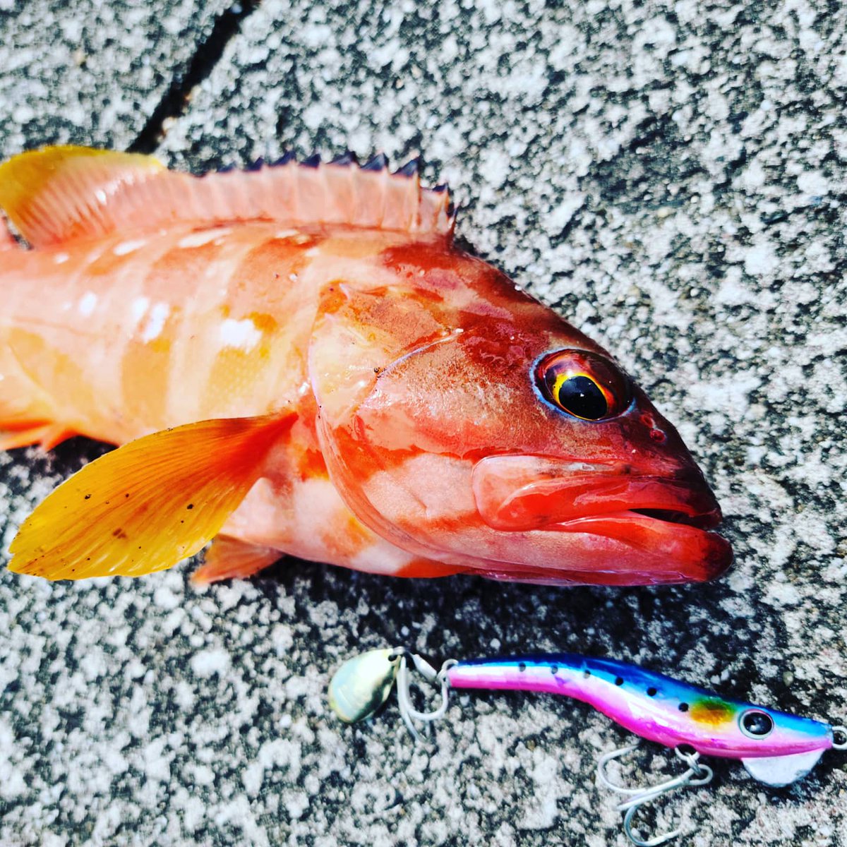 ryu1_lac101's tweet photo. 🎣🎣🎣 https://t.co/WT93IhmIEw