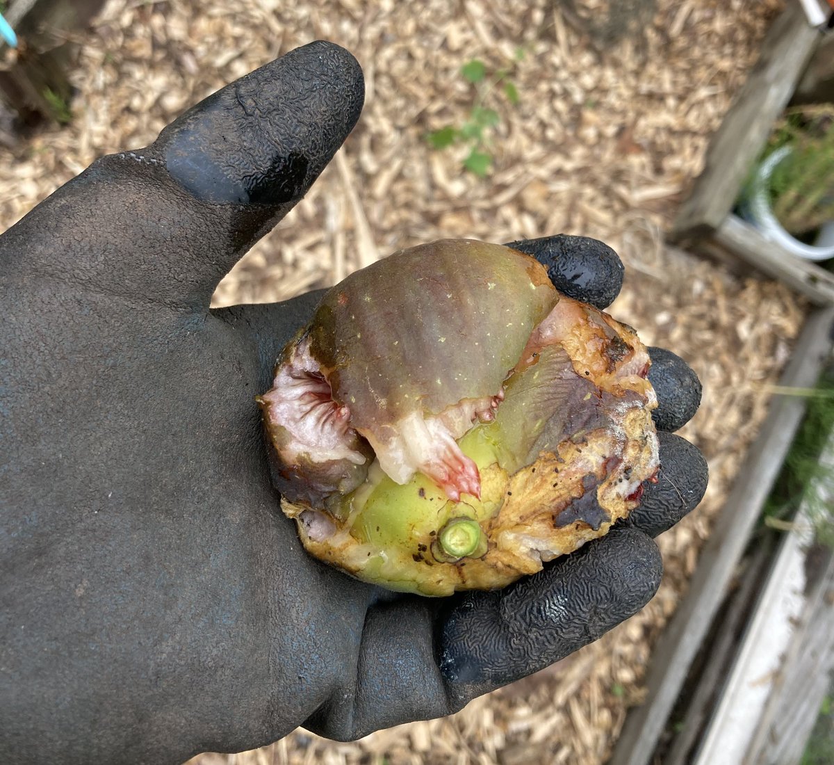 janet_t_55's tweet photo. Nooooooooooo...
I missed one!
#FigWatch #AllotmentLife #GYO #GIY https://t.co/pGS7FHTBAc