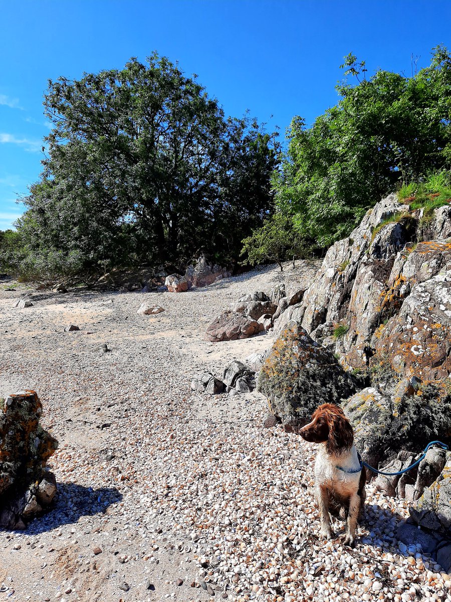 MacRebur tweet media