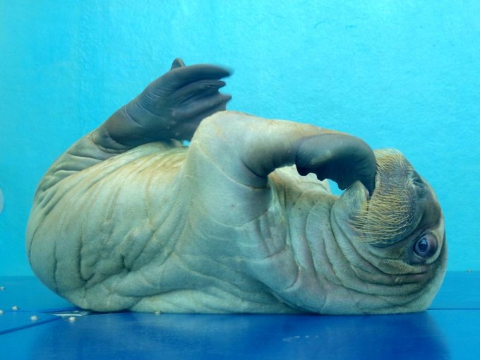 鳥羽水族館のtwitterイラスト検索結果