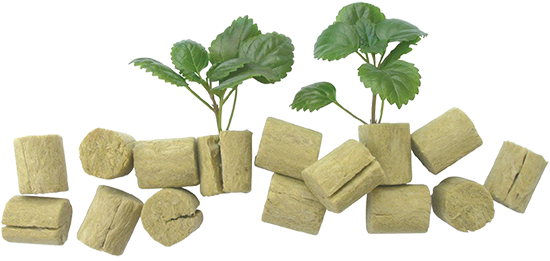 nazi_bani tweet media