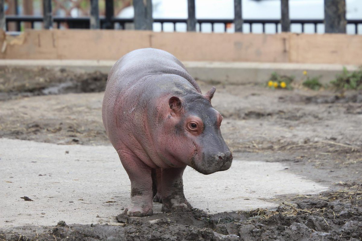 せぶん ついにかばこの名前決まるのかー かばこ かばいい 旭山動物園 トラ赤ちゃんの命名も気になるよね