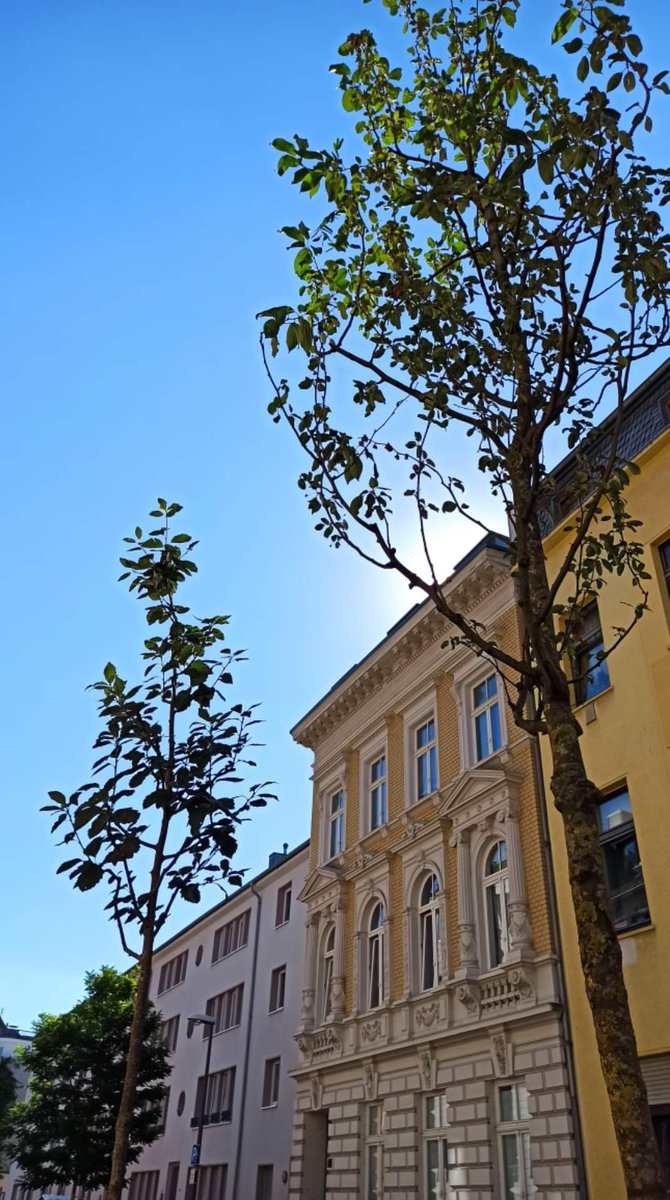 Zwei neue Module sind am Samstag in die Leostraße gewandert, dort mit Kaffee, Kuchen und einem Gartenschlauch mit kühlem Nass begrüßt worden.

#wanderbaumalleeköln #wanderbaumallee #wanderbaum #bäume #wanderbaumumzug #wanderung #GestalteDeineStadt #reclaimthestreets #NimmPlatz