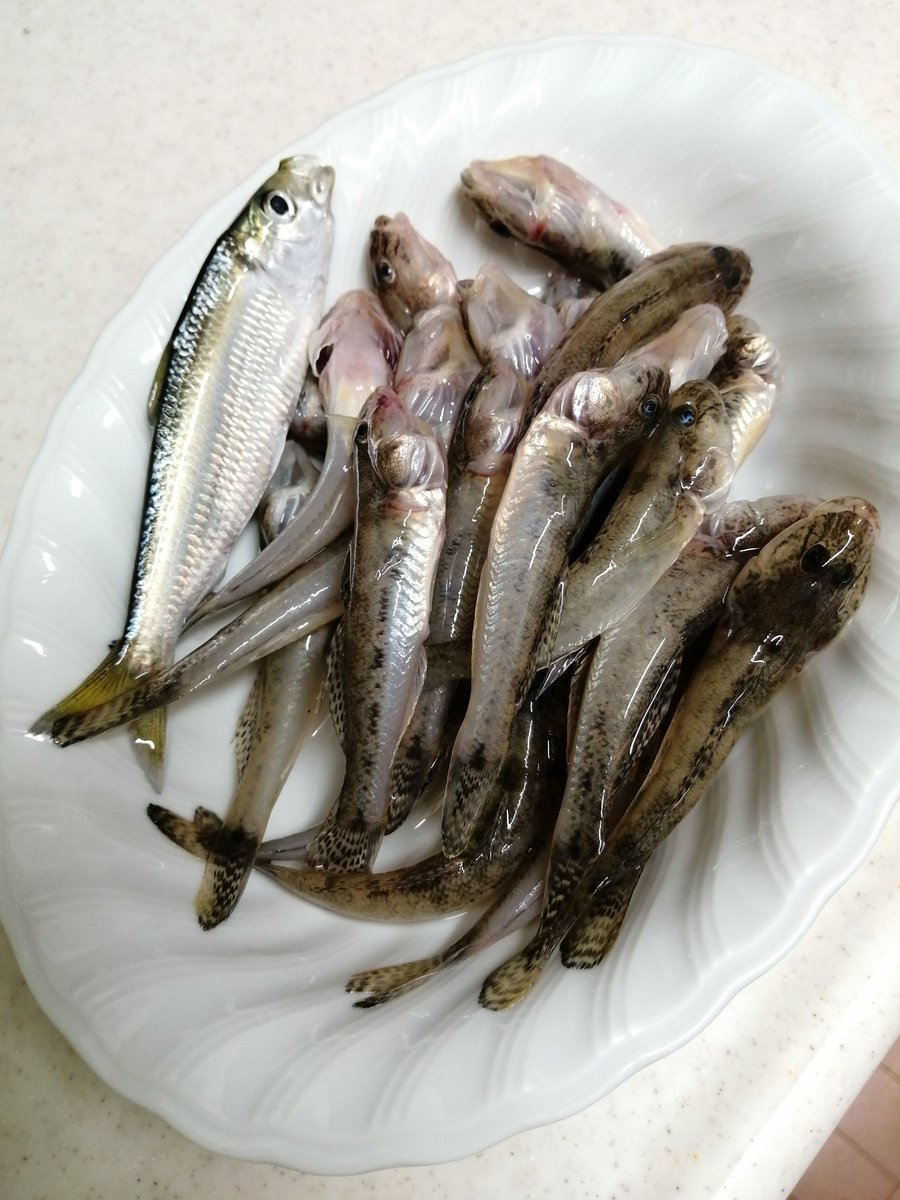 Fana 3 おー これが サッパかぁ Fana 3 おー これが サッパかぁ