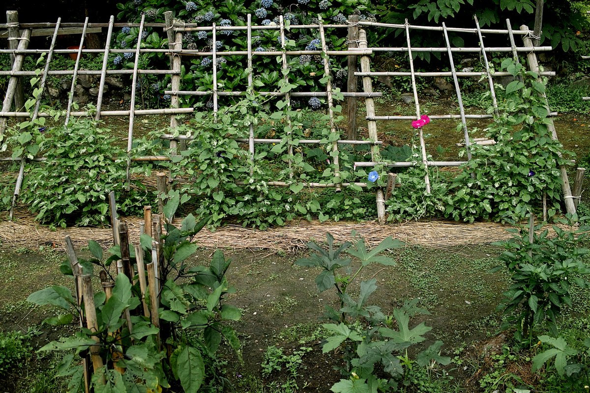 サカキ ハジメ Twitterissa アサガオ棚https T Co El2dcptzgw 朝顔 庭の風景 庭の花 写真 写真撮ってる人と繋がりたい 写真好きな人と繫がりたい 田舎暮らし ブログ更新