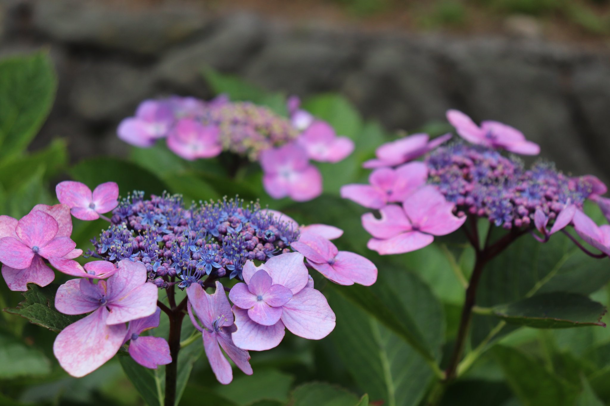 北海道花巡り Paghahanap Sa Twitter Twitter