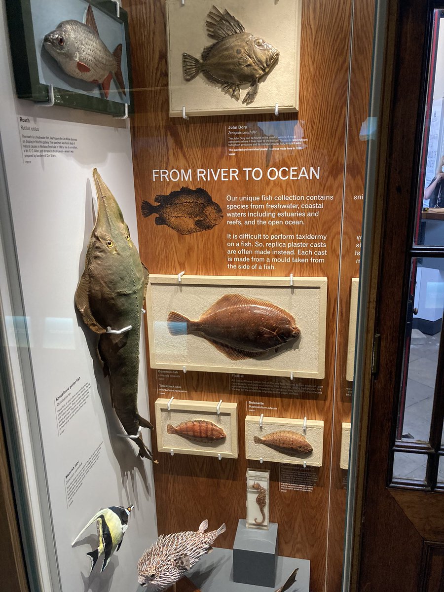palaeojoe's tweet photo. Some lovely new updated displays @WollatonHall #NOTNH Notts Nat Hist Museum this morning, nice to see it doing well! Hopefully the whole place will be open soon. https://t.co/SVv0E2Gv0y