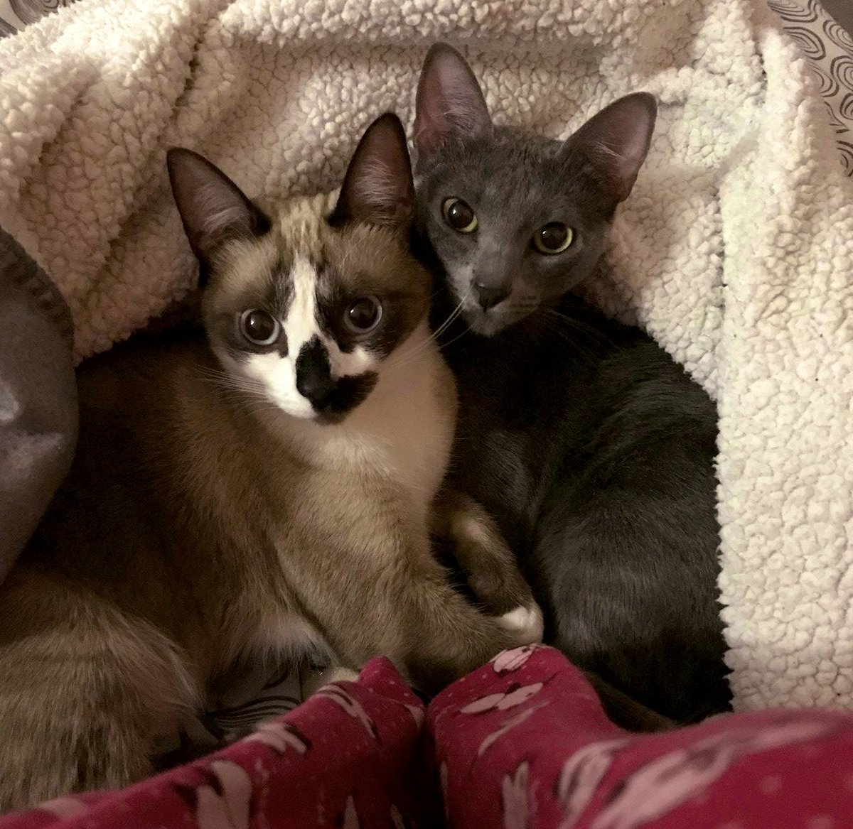laprincesa_blog's tweet photo. Nos íbamos a llamar Buffy y Faith pero papi humano no quiso y luego nos abandonó con 5 meses. Nos quería dar a otra familia.
Mami no nos soltó. #elpoderdetres https://t.co/6LWKa2SdLZ