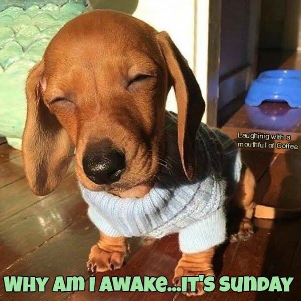 Happy Sunday! Let’s make it amazing! 

#puppyup #companionsagainstcancer #caninecancerawaress #cancerfightingsuperhero #sundayfunday