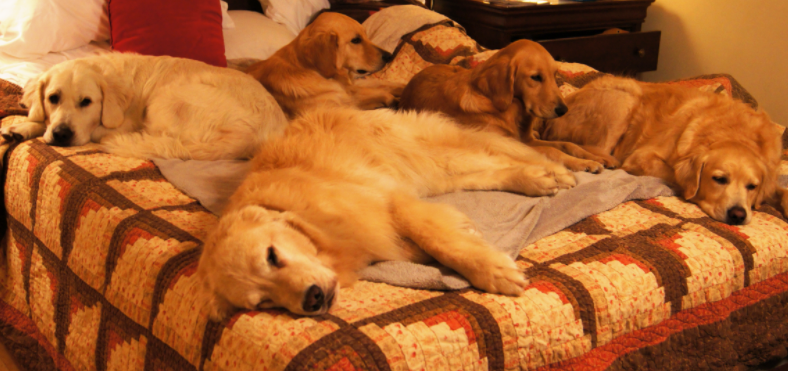 動物の習性図鑑 犬がベッドの上で寝るのは何故 犬は飼い主のベッドの上で寝ることが多くあります これは ベッドには飼い主の匂いが最も強く染み付いていて 犬にとって安心感のある好きな匂いな為 ベッドの上で寝てしまうことが多いそうです 動物の習性図鑑 犬がベッドの上で寝るのは何故 犬は飼い主のベッドの上で寝ることが多くあります これは ベッドには飼い主の匂いが最も強く染み付いていて 犬にとって安心感のある好きな匂いな為 ベッドの上で寝てしまうことが多いそうです