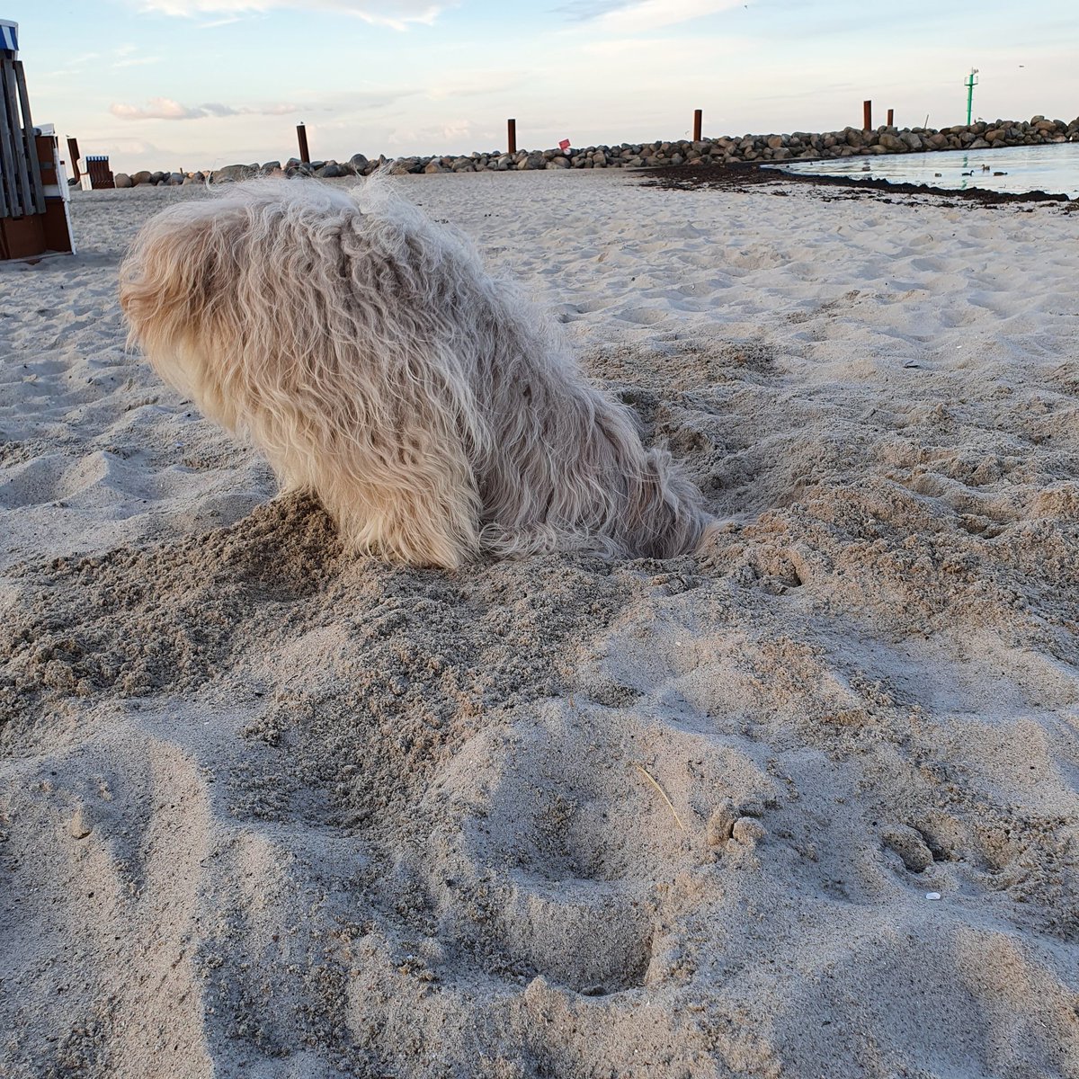 Denny 🐾 tweet media