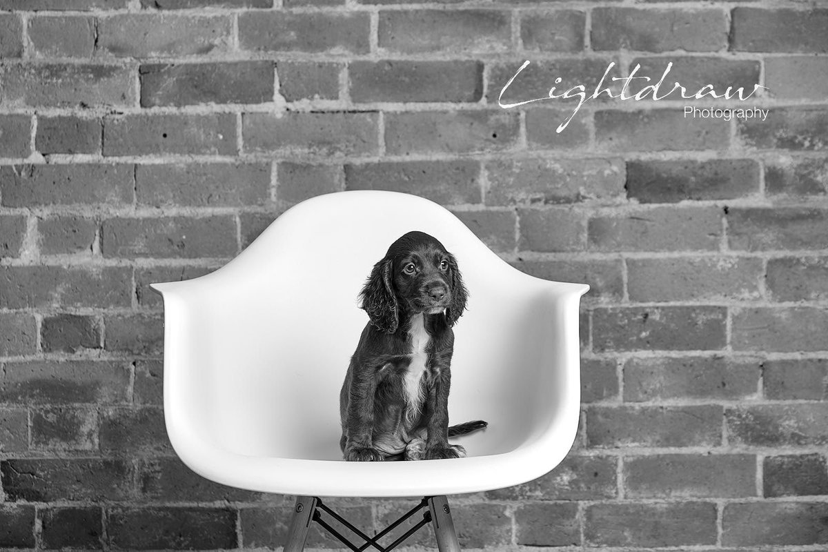 LightdrawPhoto's tweet photo. We had the pleasure of photographing 2 tiny puppies this week. Meet Ava &amp; Copper! 🐶🐶 #puppy #love #studiophotographer #lightdraw #puppies https://t.co/N13Pt7rZtj