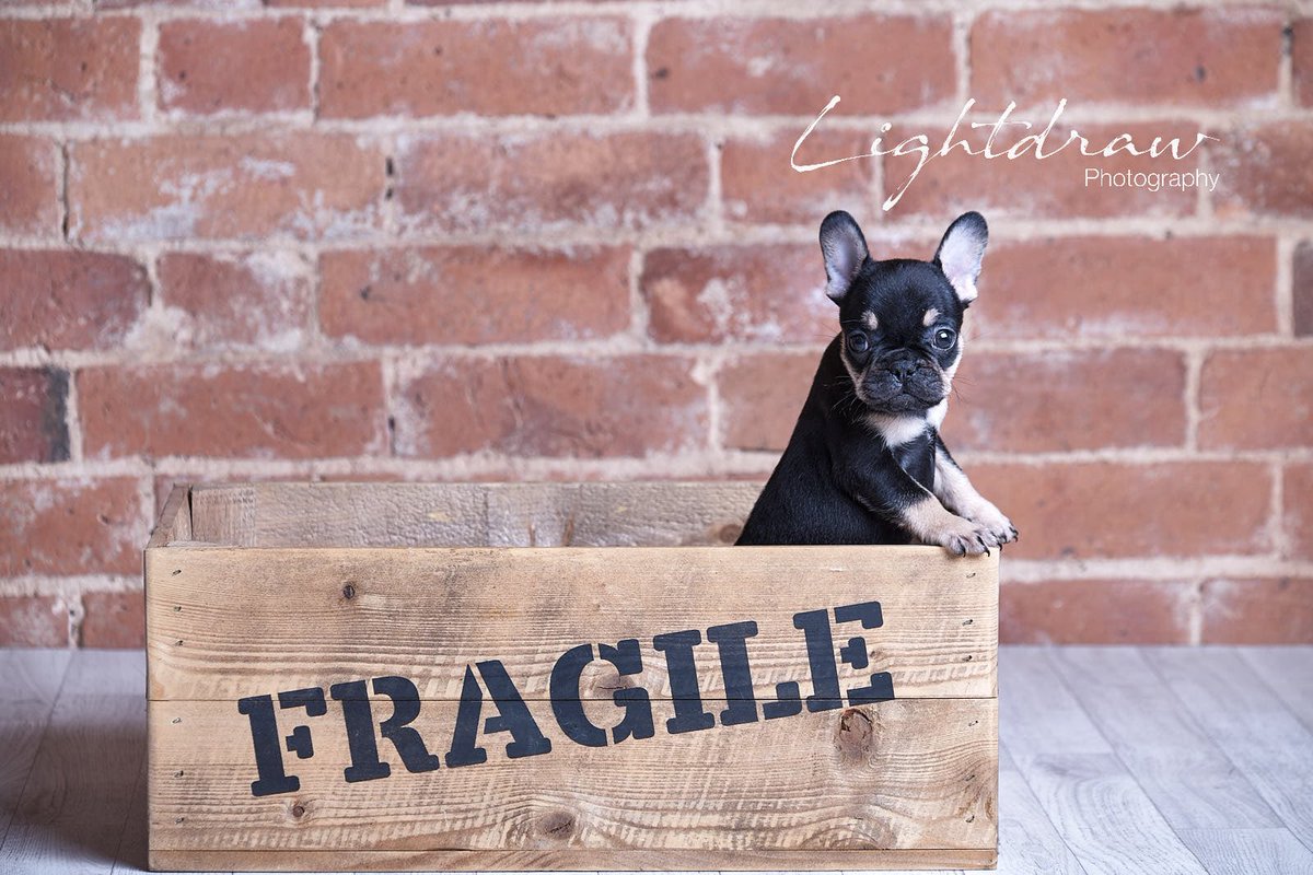 LightdrawPhoto's tweet photo. We had the pleasure of photographing 2 tiny puppies this week. Meet Ava &amp; Copper! 🐶🐶 #puppy #love #studiophotographer #lightdraw #puppies https://t.co/N13Pt7rZtj
