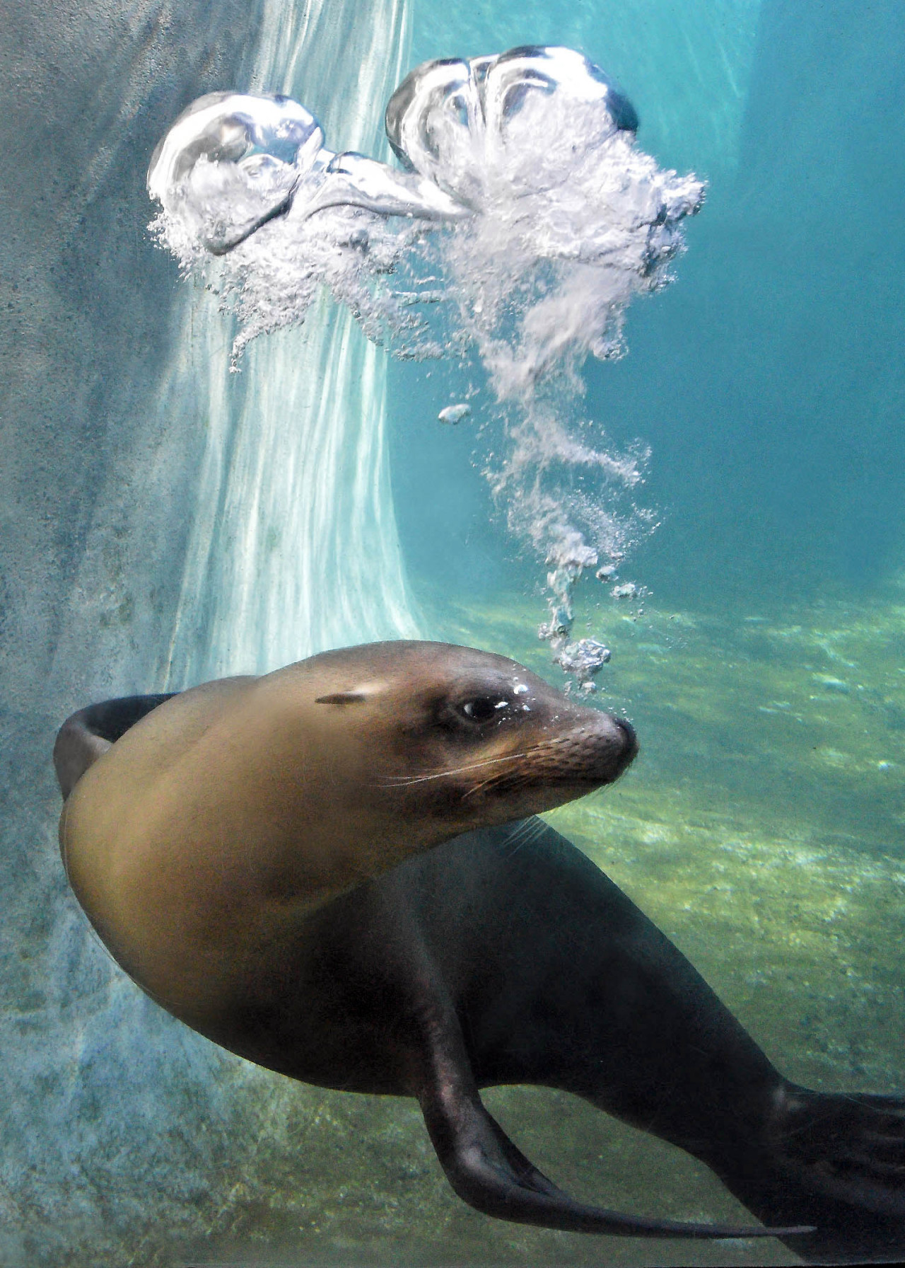 Brookfield Zoo on Twitter "Sea lions like Lucy can stay underwater for