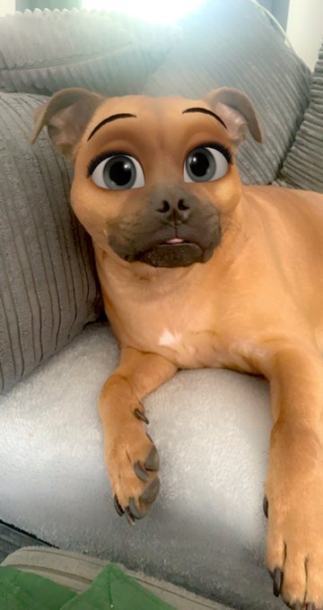 Snapchat Filter Turns Your Dog Into a Disney Cartoon