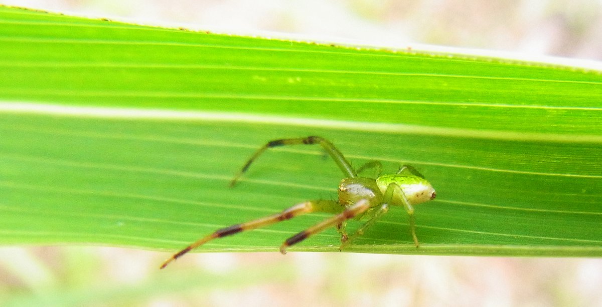 Rhodeus 草を合わせ巣くう緑のクモ類 芦田川河川敷のイネ科植物の 葉の裏を合わせて 緑の小さなクモが隠れていた カニグモ科の一種かな クモもすごい数の種類がいて 生物多様性を体現する存在だなあ