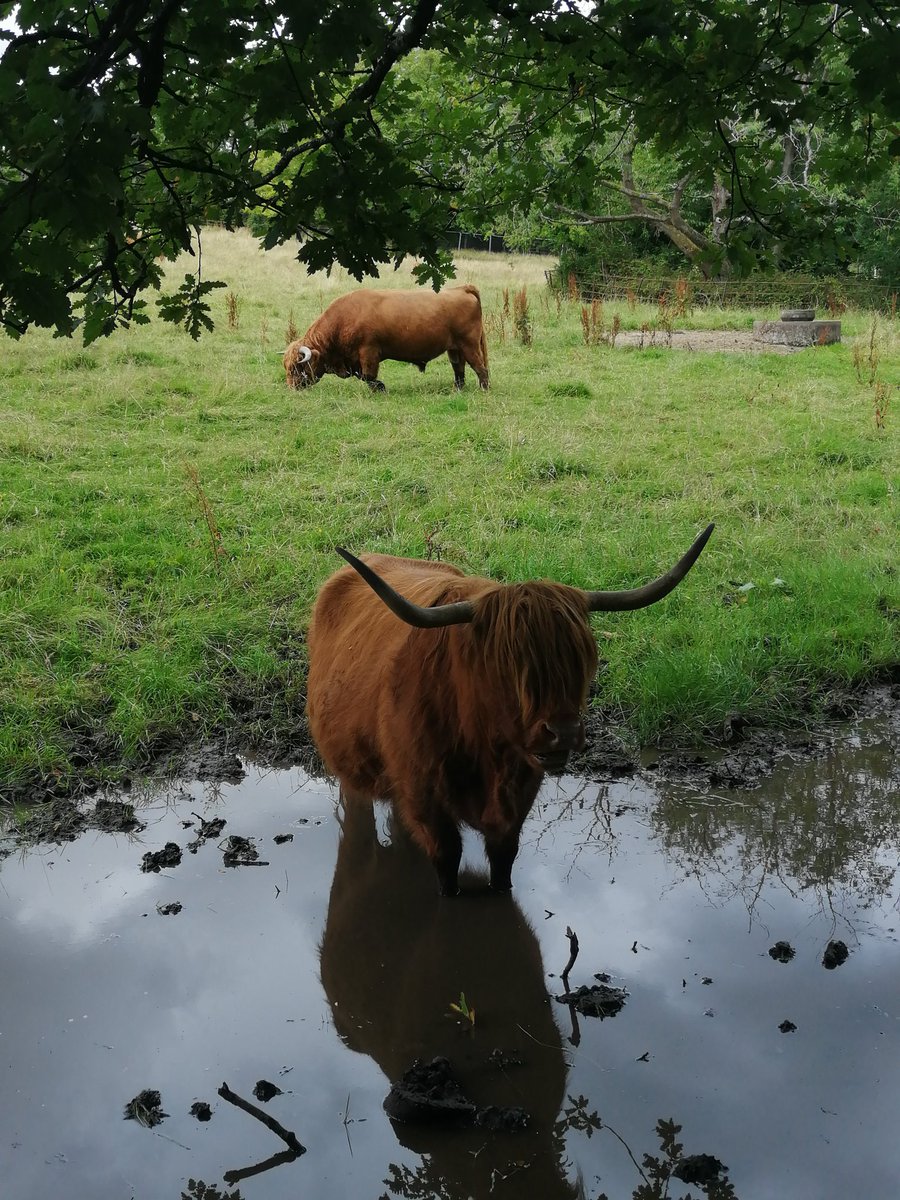 MrsWilsonDA1's tweet photo. @DAStaff2 Pollok Park Highland cows. https://t.co/boXj5SfpMA