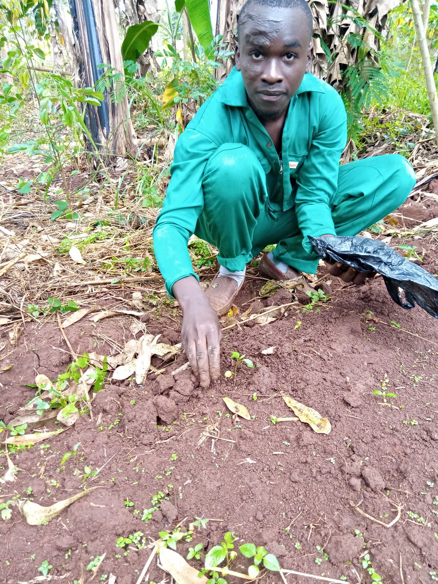 ChrismarvinsT's tweet photo. The connection between us and soil is a natural one, when we plant something its not only for the soil, but its ours too and for the environment too.
#trinityforestryservices
#ebaprenuersolutionsuganda
#icac20 https://t.co/JZoUQXpQQQ