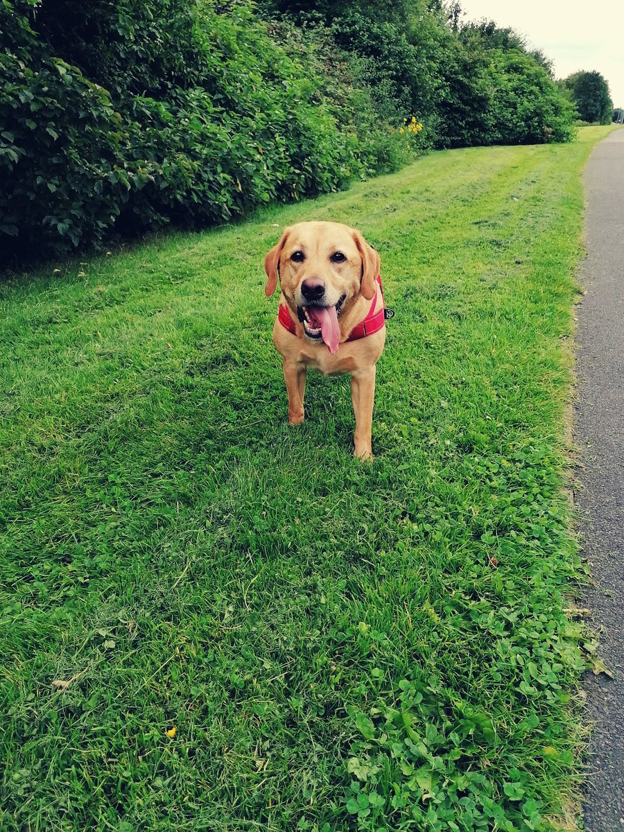 LauraWilsonLab's tweet photo. It's been a hot day!! Weve walked round some parks and Mum's trying to snap all the Churches where we live. We like this one. Here's our day out so far.... #Widnes #LoveLocalParks https://t.co/uVpIsR5ONZ