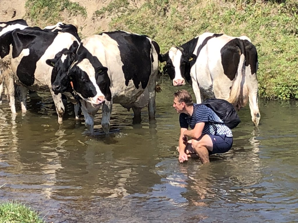 A hot day in NL, near Epen in Limburg cows decided they have to cool down in the Geul creek. Smart idea with 35 degrees