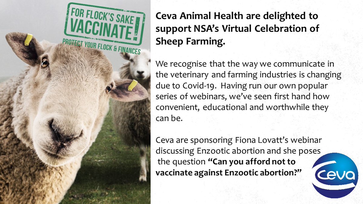 natsheep's tweet image. NSA is delighted to be joined by Fiona Lovatt @FlockHealth and CEVA Animal Health for a webinar on enzootic abortion as part of our #NSAVirtualEvent.

CEVA Animal Health markets pioneering Animal Health products across the ruminant, pig, poultry and pet sectors&apos;.
