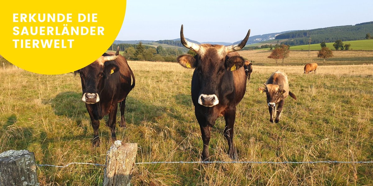 Die Sauerländer #Tierwelt entdeckst Du am besten bei einem #Spaziergang oder beim #Wandern. Hier kannst Du Kühe, Esel, Rotwild, Damwild, Waschbären, Wildschweine, Dachse und Füchse antreffen. Entdecke Neues mit #UplandParcs. uplandparcs.de