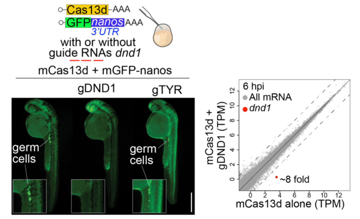 Here, we show that  #CRISPR-RfxCas13d ( #CasRx) is an effective and precise system to deplete specific mRNA transcripts in  #zebrafish embryos. Example: targeting of dnd1 mRNA, a crucial factor for germ cells (green) formation. We targeted other (13!) mRNAs with similar success 4/9