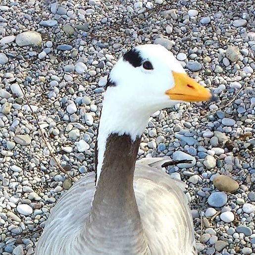 WauliMCH's tweet photo. #Gans #Goose Streifengans - Anser indicus https://t.co/uQfnJtILLC