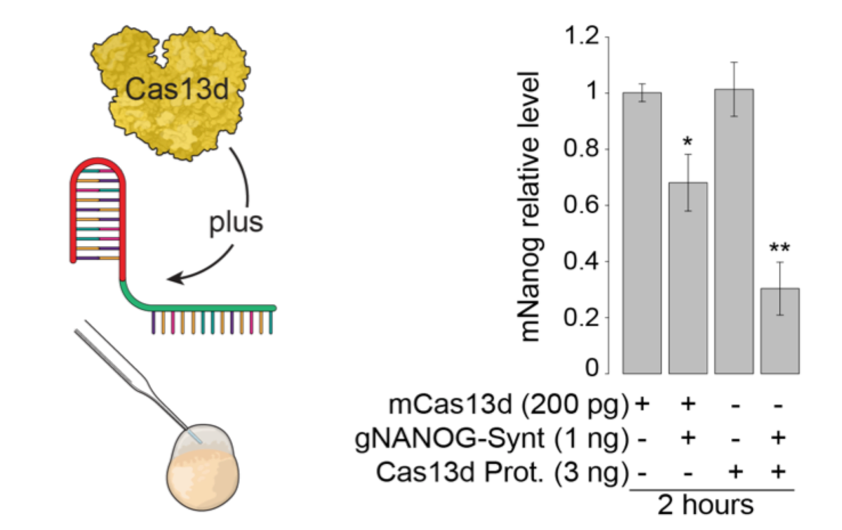 Encouraged by these results, we purified and used Cas13d protein (instead mRNA coding for it). With this, we accelerate the targeting (e.g. nanog degradation in 2 h post injection Protein vs mRNA Cas13) and increase maternal phenotype penetrance 5/9