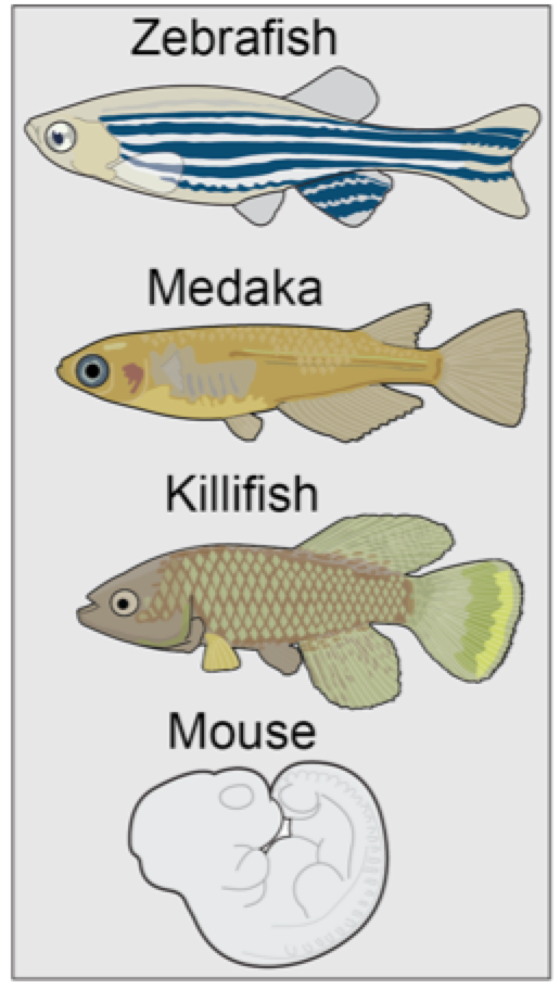 Finally we tested our optimized CRISPR-Cas13d system in other teleost ( #killifish and  #medaka) and  #mouse and show that the technology can be used in these organisms as well 6/9