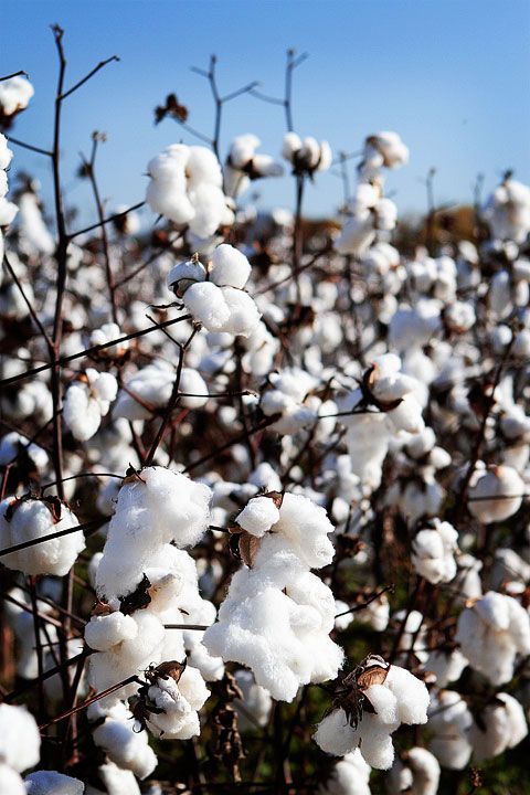 》Visualisasi wangi bang Hans & mobilnya :") kebayang banget adem, kalem, tenang, softie banget :") kalah deh ubin mesjid, ubin kamar, ubin dimana juga kalah adem pokoknya. Pantes Kael betah..Fresh Cotton         White Musk