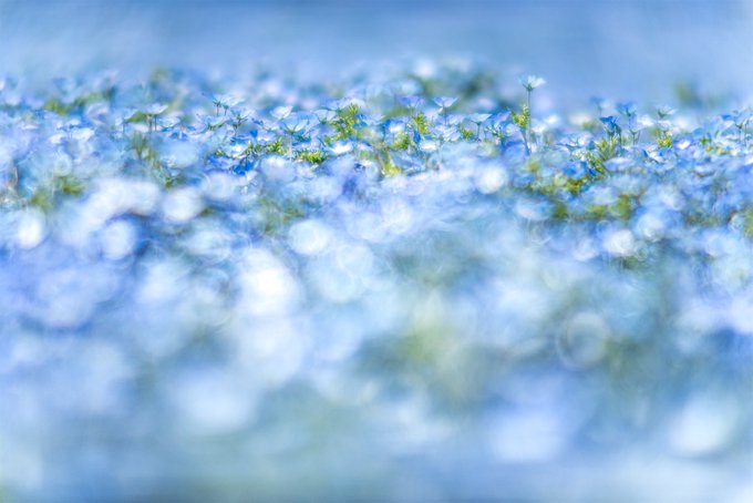 ボケ 高画質 のtwitterイラスト検索結果 古い順