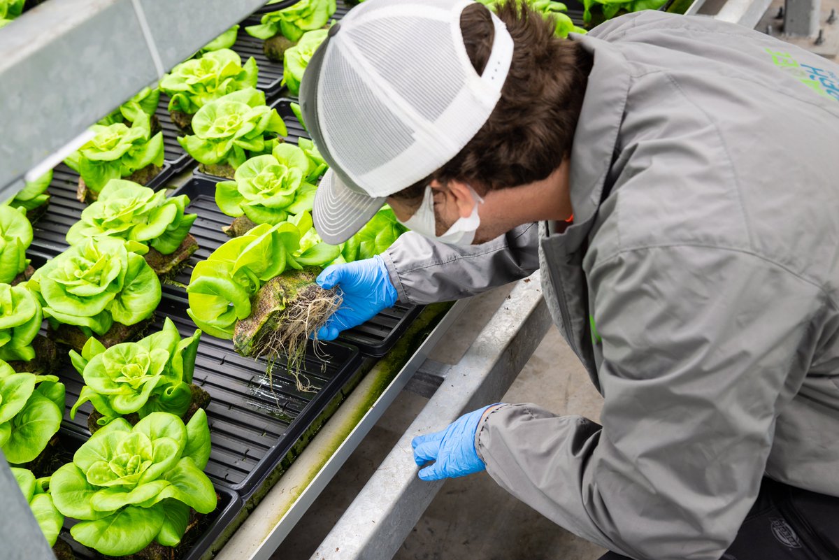 hardee_llc's tweet photo. Checking up on the plants root health is essential to growing good crops, especially in hydroponics. Hope everyone is having as good of a Friday as we are!
#organics #Horticulture #HealthyLiving #HealthyFood https://t.co/PXy7GphN5n