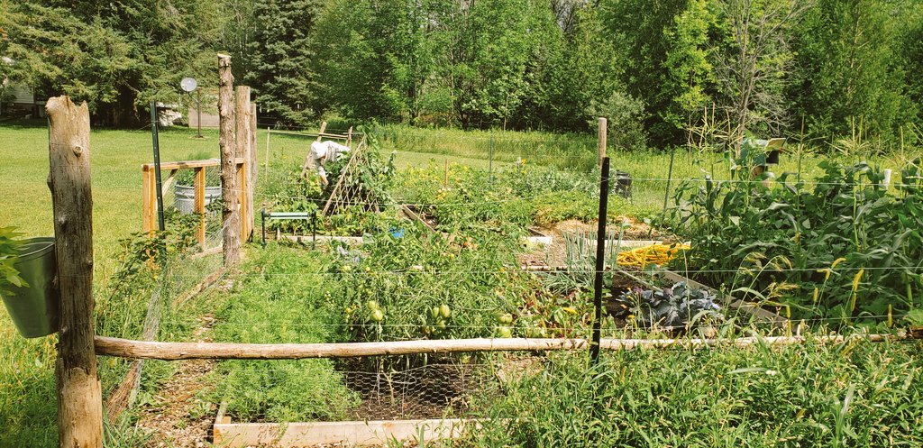 Sheldon OEC (@sheldoncentreoe) on Twitter photo Could someone please tell the farm garden <a href="/SheldonCentreOE/">Sheldon OEC</a> that it's summer holidays? It's been working overtime all through July!
#farmtotable #getoutside #vegetables #OEmemories #TOES_tdsb Could someone please tell the farm garden <a href="/SheldonCentreOE/">Sheldon OEC</a> that it's summer holidays? It's been working overtime all through July!
#farmtotable #getoutside #vegetables #OEmemories #TOES_tdsb