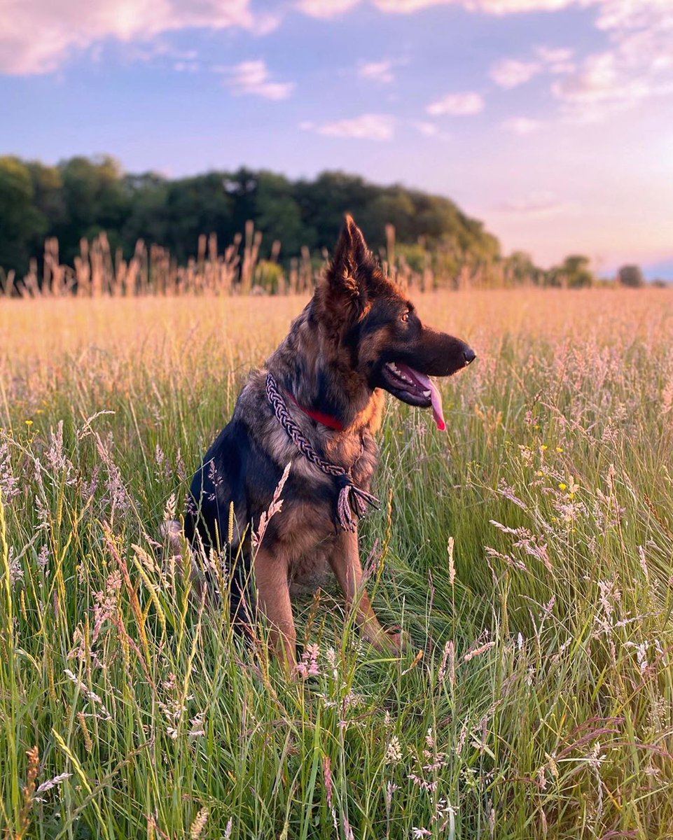 thebigdog03's tweet image. #dog #doglovers #dogsofinstagram #doglife #thedog #thedogist #thedogopower #thedogpeople #thedogs #thedogsofinstagram #thedogstyler #thedogsdamour