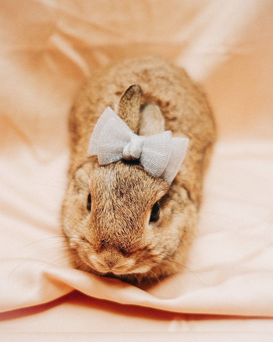 amaliainsani's tweet photo. Just wanna share some pics of my bunnies. Good night peeps, may them bunnies hop into your sweet dreams tonite ehe. https://t.co/J6i30PY4RT https://t.co/DdRwrbYrcm