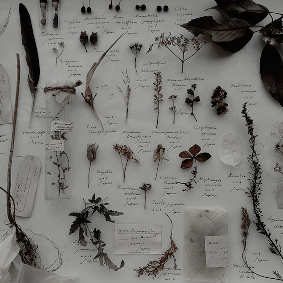 españoles en beauxbatons tweet media