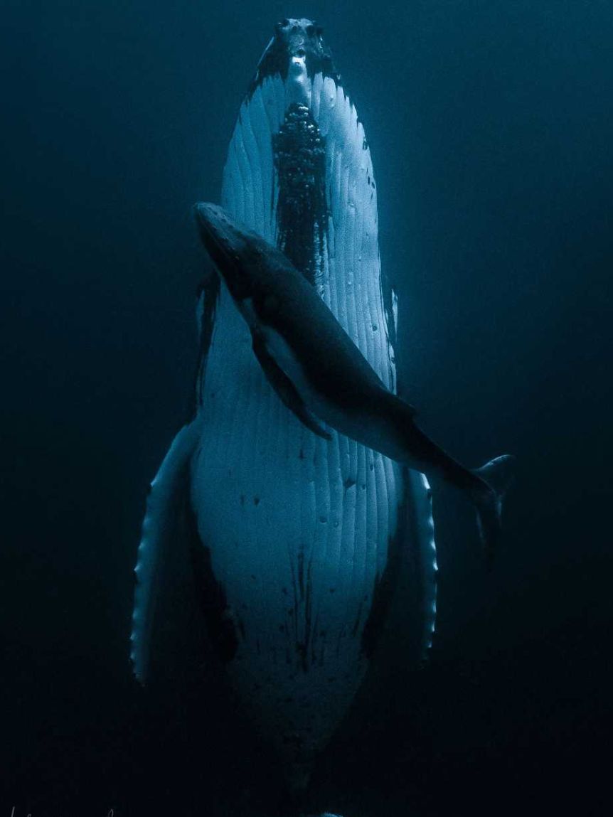 Esto también implica que las crías nunca duermen, a diferencia de los bebés humanos. Jasmine Carey