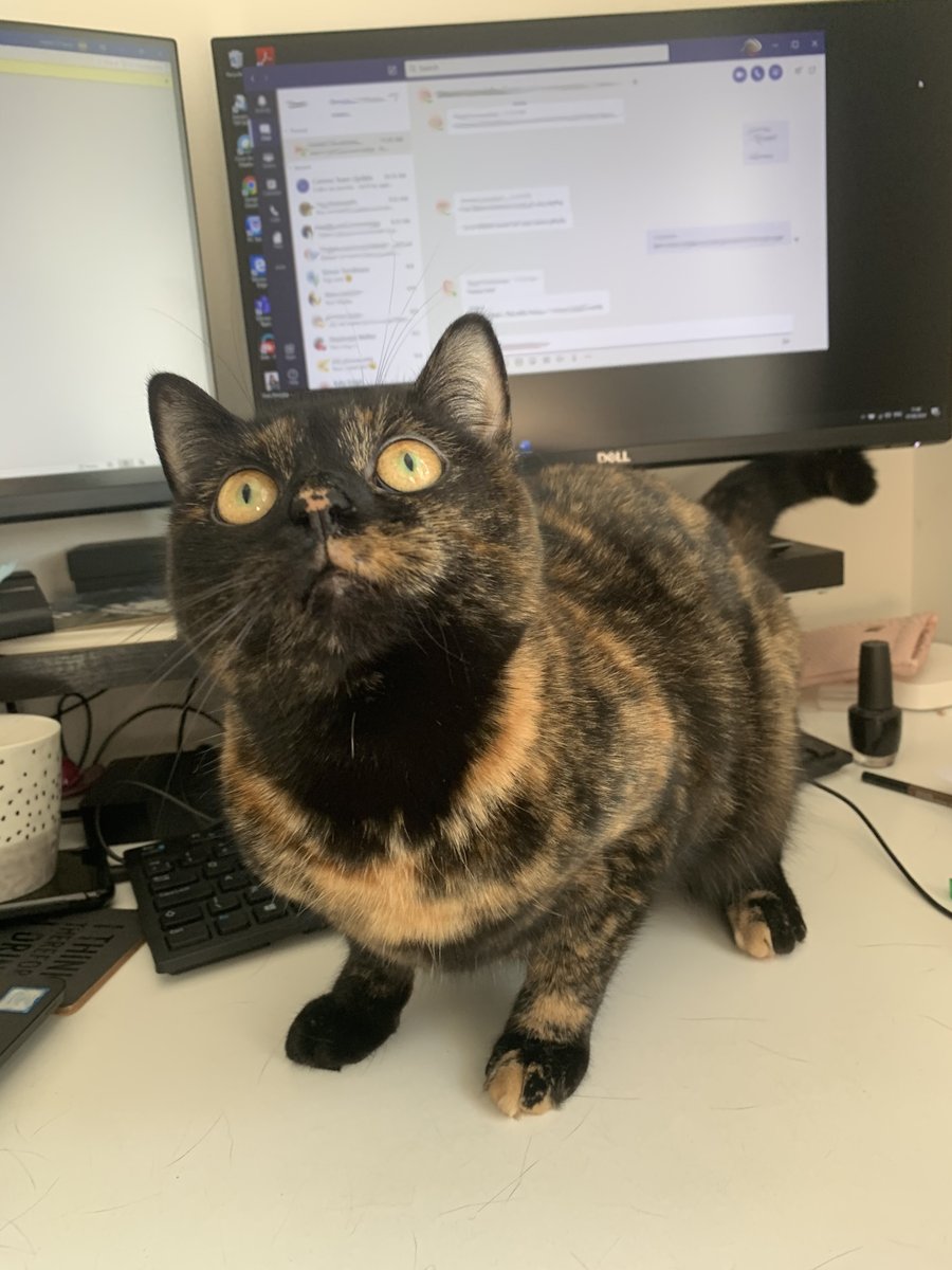 NHSBSA's tweet photo. Our cats understand the importance of staying alert! 💙

Special thanks to all the cats who are graciously allowing so many of our NHS and social care staff assist the frontline from home.

#InternationalCatDay 🐱 https://t.co/awIzIGA3wD