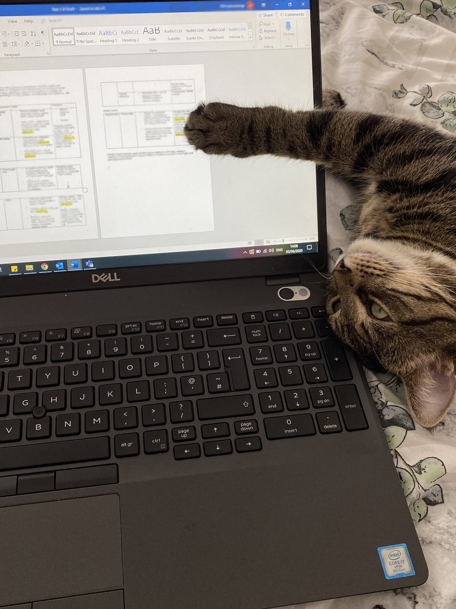 NHSBSA's tweet photo. Our cats understand the importance of staying alert! 💙

Special thanks to all the cats who are graciously allowing so many of our NHS and social care staff assist the frontline from home.

#InternationalCatDay 🐱 https://t.co/awIzIGA3wD